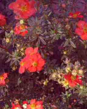 Potentilla fruticosa Red Ace coastal plant exposed harsh conditions mail order shrubs plant irish grown home delivery direct